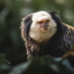 autonomo marmoset