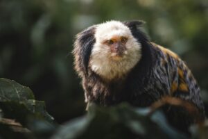 autonomo marmoset