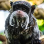 marmoset with beard