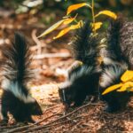 baby skunks