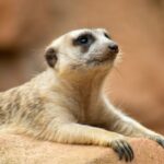 meerkat