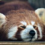 red panda