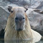 capybara register of intra-community operators