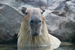 capybara register of intra-community operators