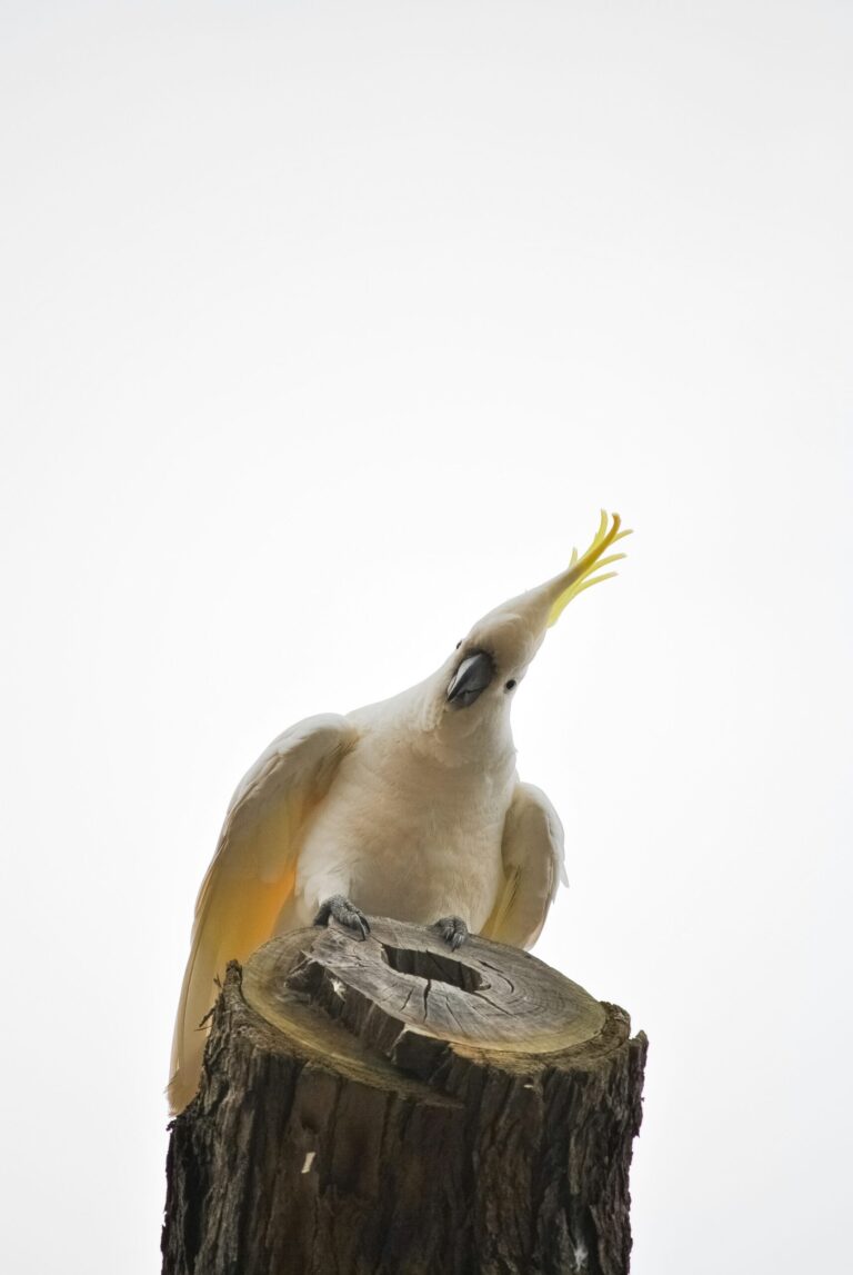 Online Gestor Platforms cockatoo