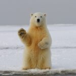 polar bear waving