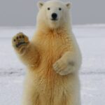 polar bear waving