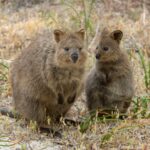 quokkas