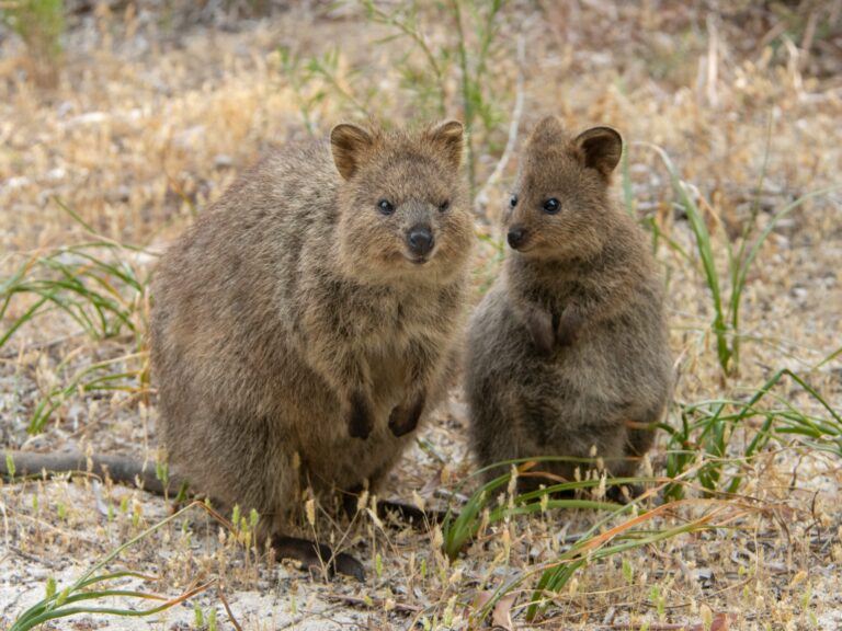 quokkas
