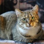 invoice requirements cat