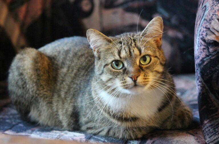 invoice requirements cat