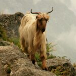 Tax mountain goat