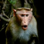 monkey surprised face