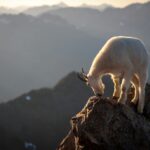 goat on mountain