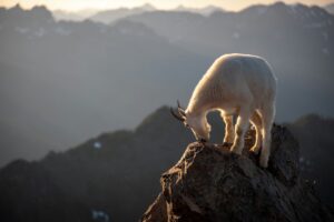 goat on mountain