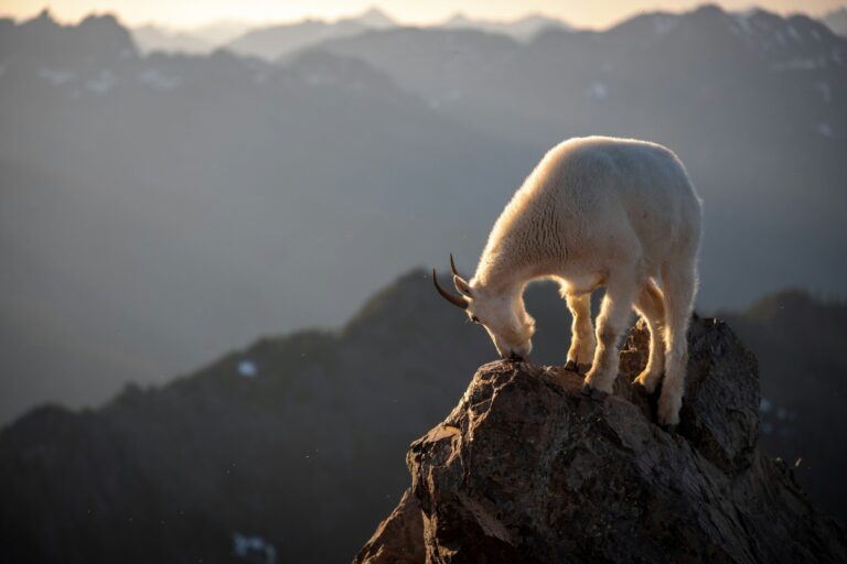 goat on mountain