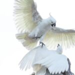 cockatoos fighting