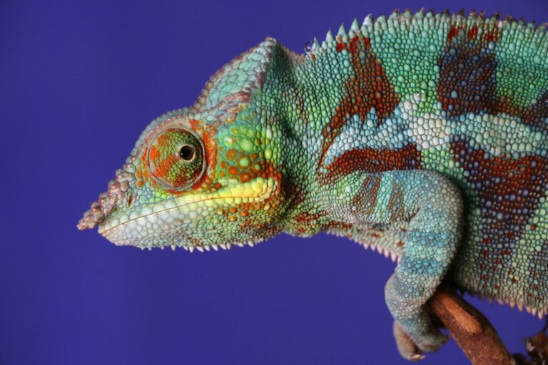 chameleon