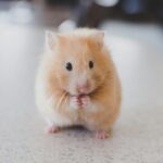 cute small rodent