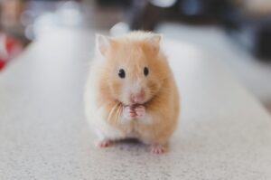 cute small rodent