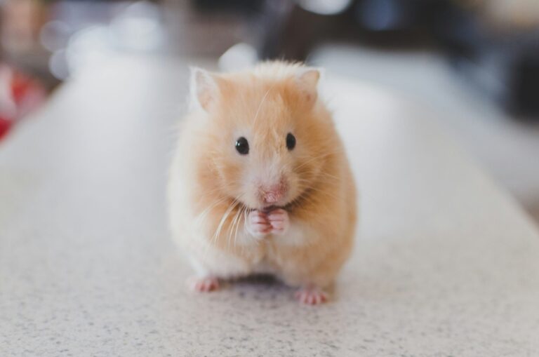 cute small rodent