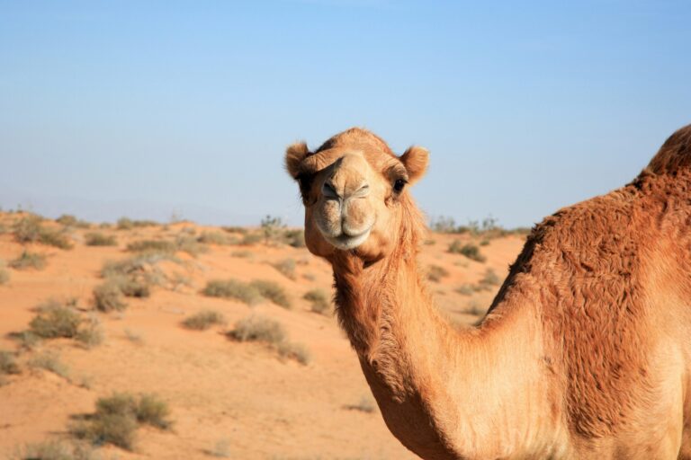 camel