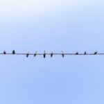 Autonomo Spain birds on a wire