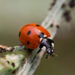 ladybird