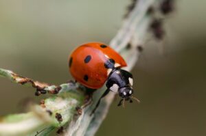 ladybird