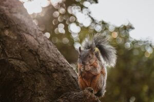 squirrel
