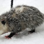 cuota opossum in the snow