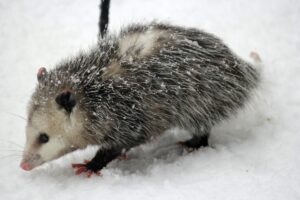 cuota opossum in the snow