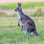 kangaroo