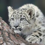 snow leopard