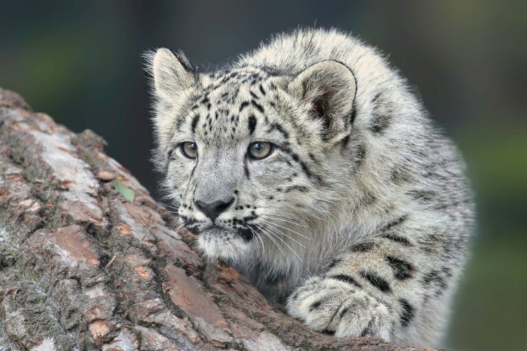 snow leopard