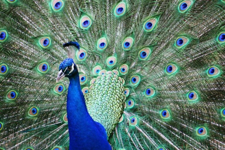 peacock