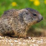 Autonomo guide in English groundhog