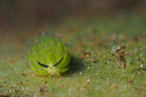 Spanish Banks that Speak English Nudibranch