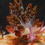 autonomo banks nudibranch