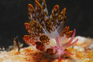 autonomo banks nudibranch