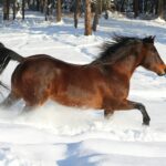 print on demand in europe horse in snow