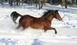 print on demand in europe horse in snow