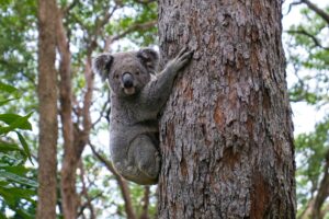 koala for banks article