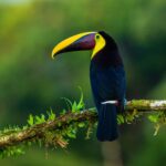 unsplash toucan